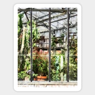 Greenhouse With Large Cactus Sticker